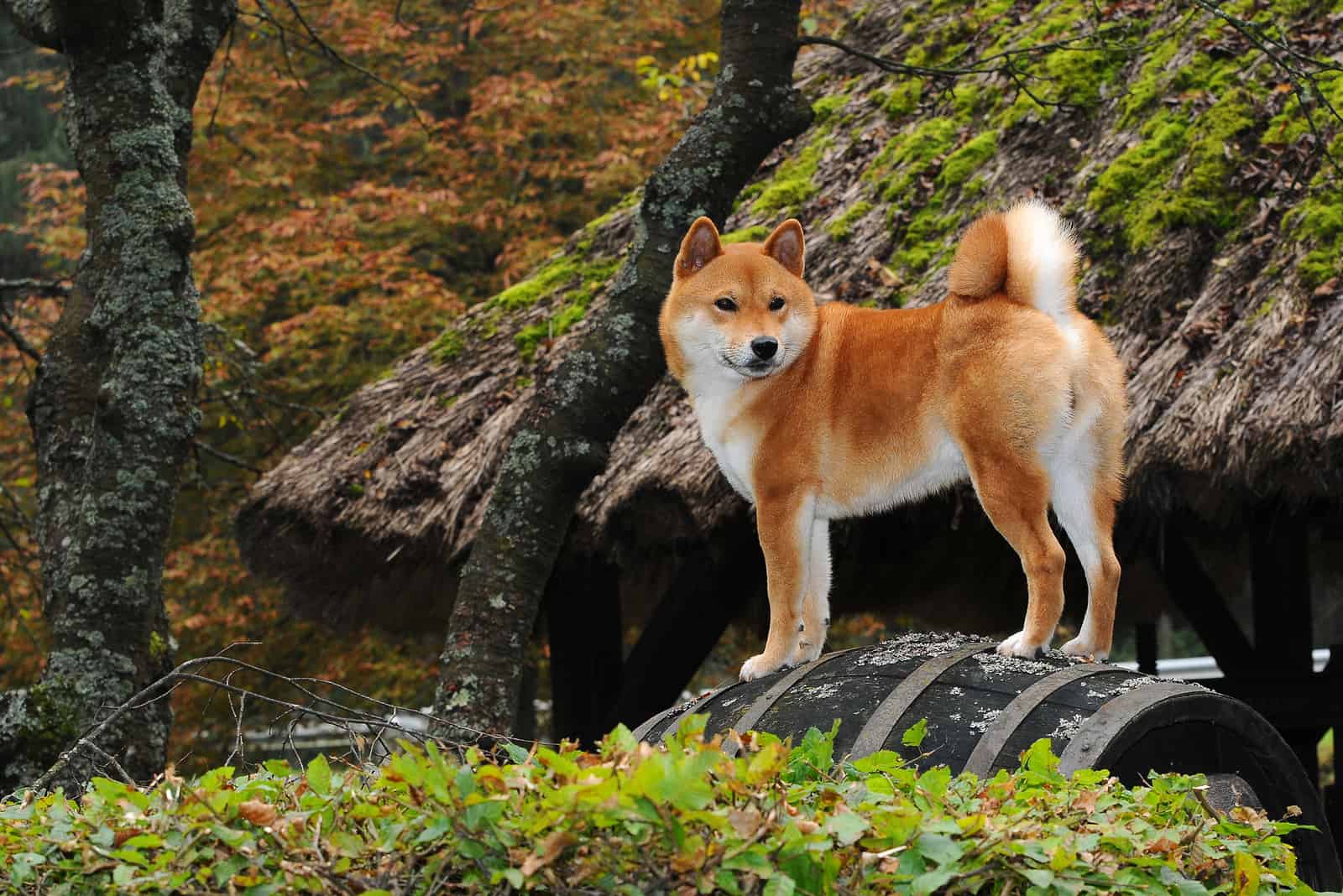 Raza de perro Shiba rojo en la naturaleza