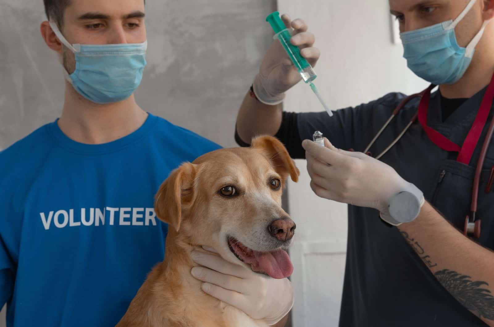 Veterinario revisando la higiene de la oreja del perro