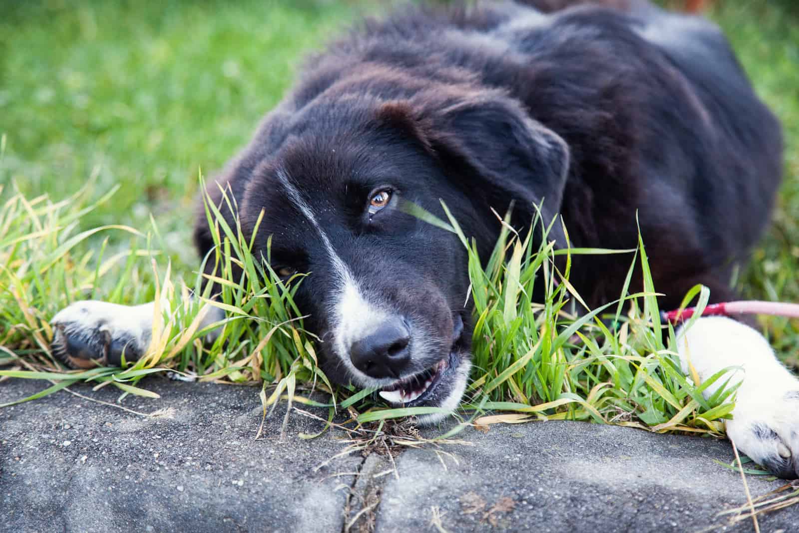 Perro comiendo hierba en el parque
