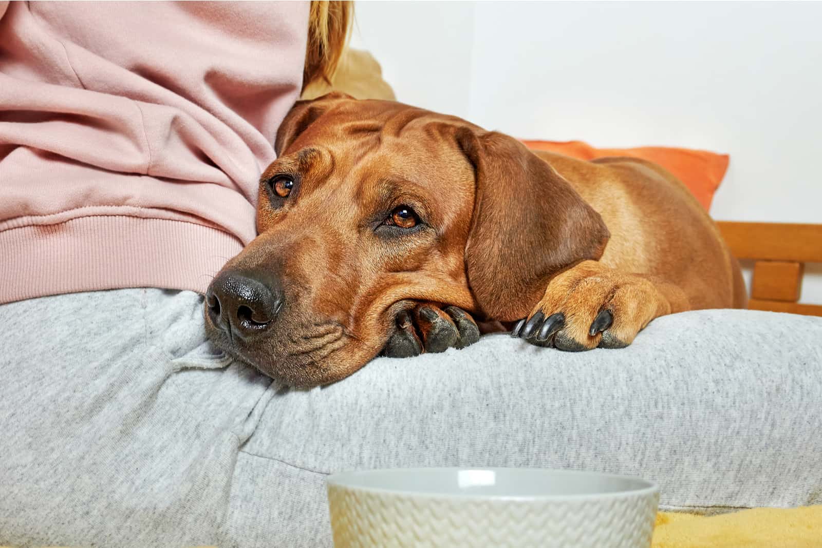 Perro acostado en las rodillas de una niña