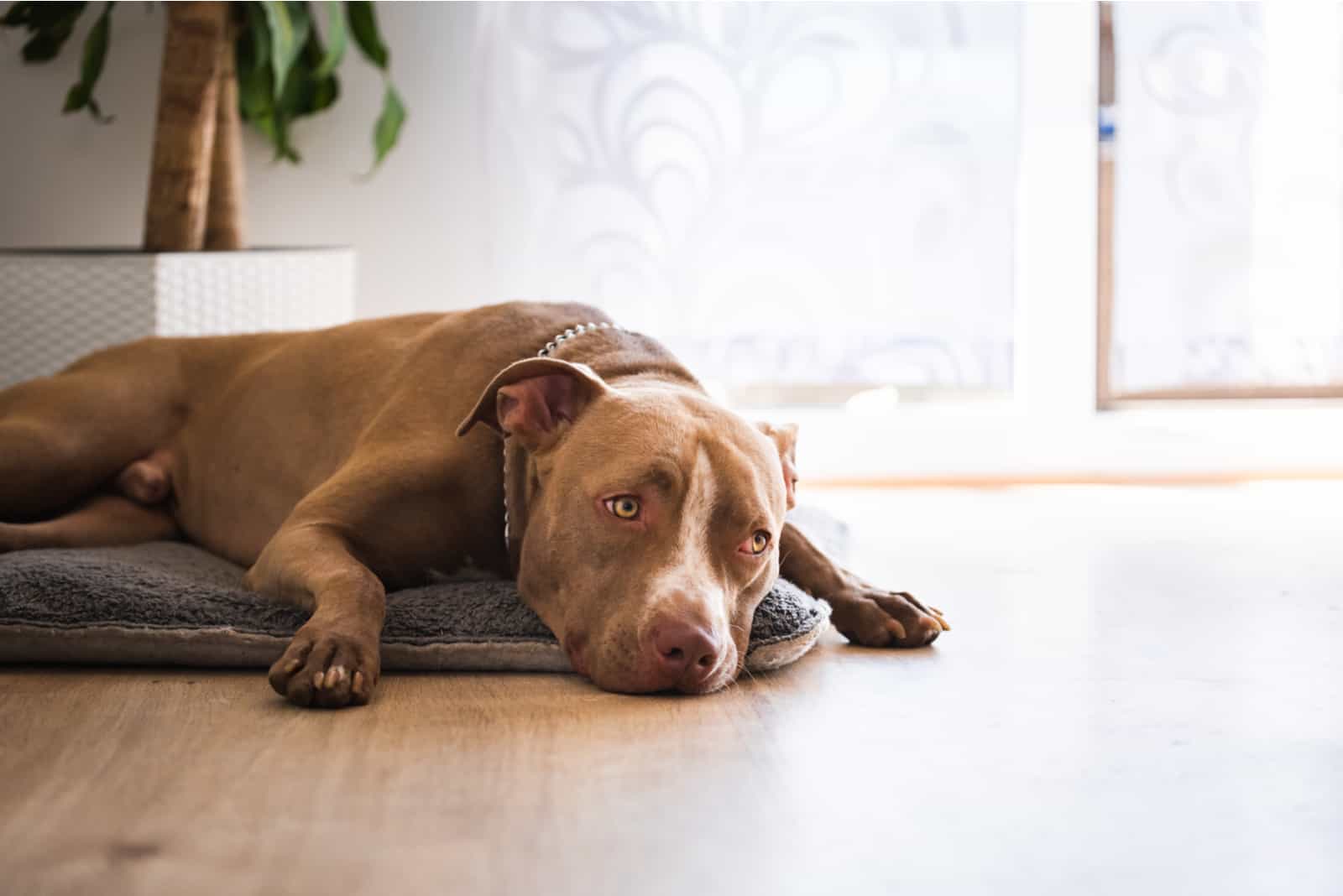 Perro acostado en el suelo de madera