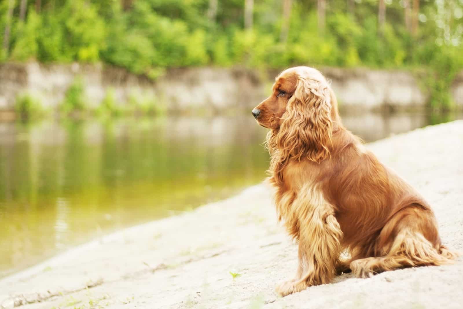 Perro sentado cerca del río