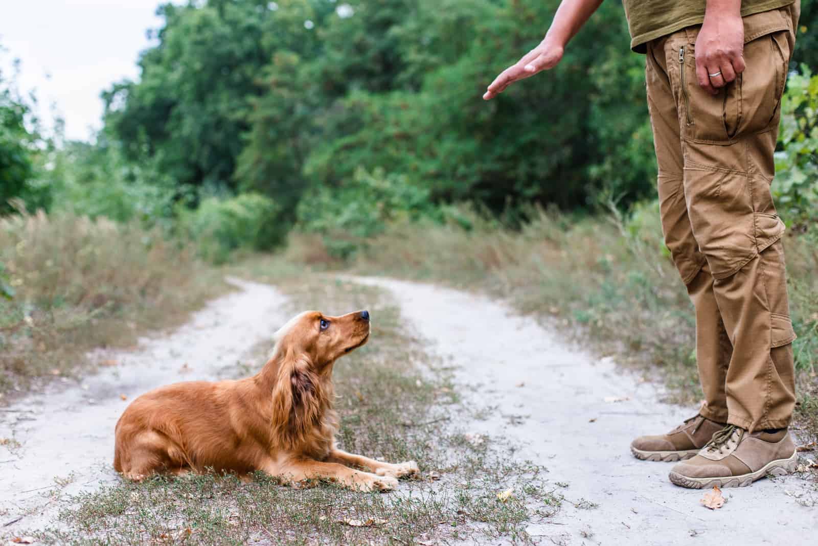 Proceso de entrenamiento de un perro cocker spaniel