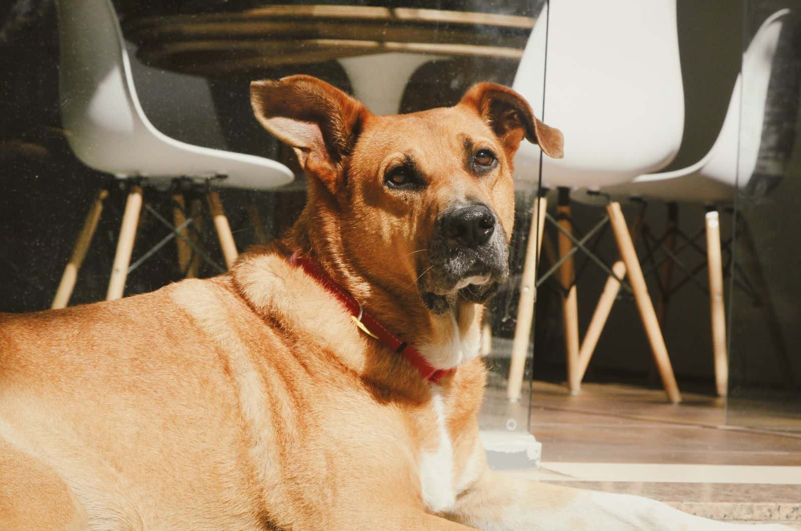 Perro con retrato de orejas enfocadas