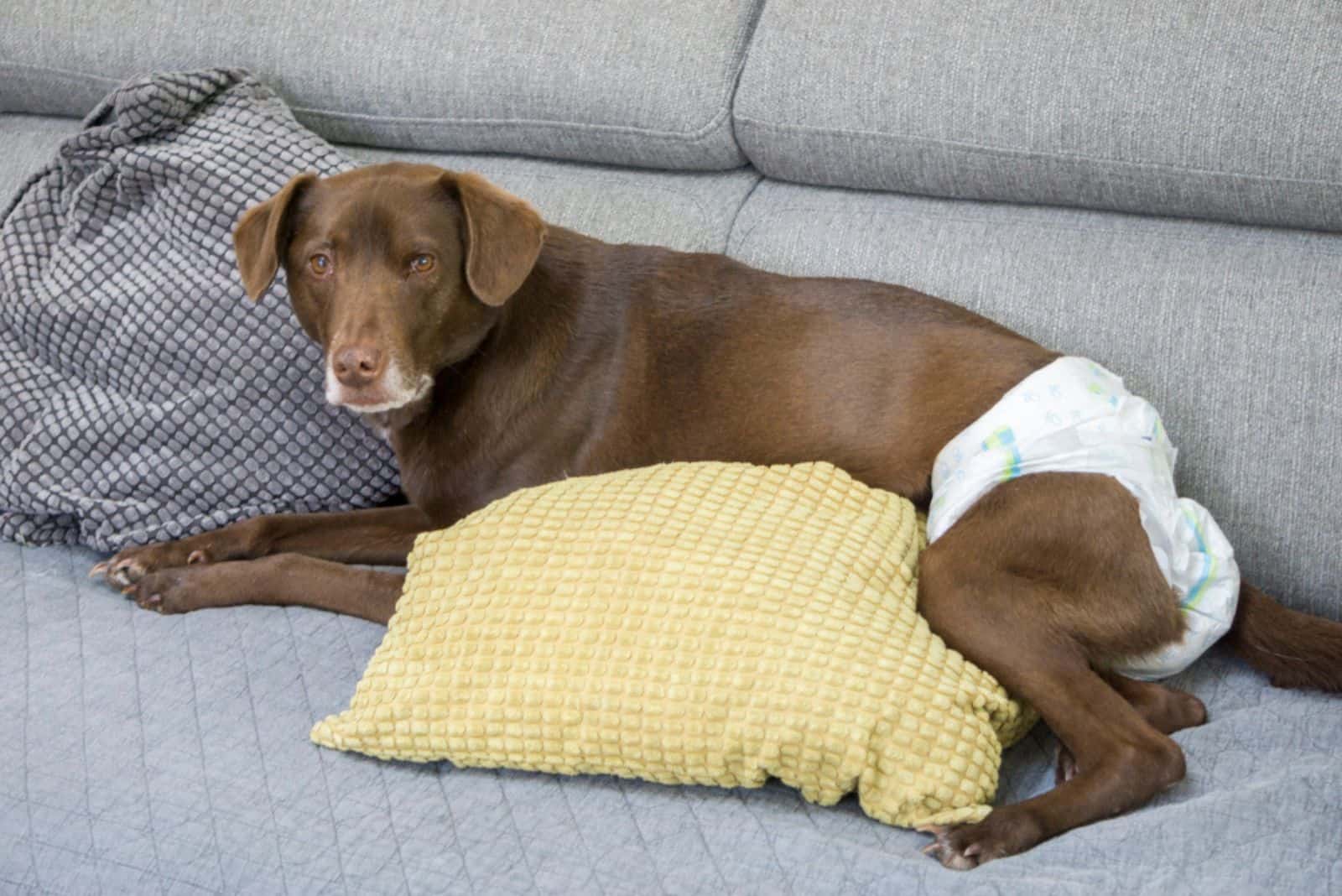 Perro con necesidades especiales usando pañal acostado en el sofá en casa