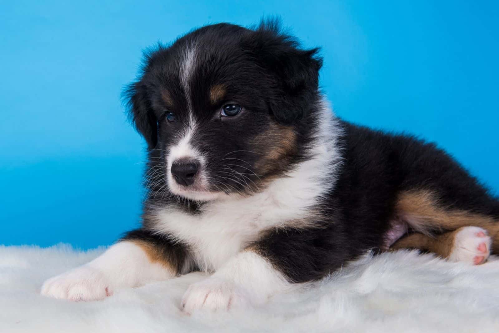 Perro con tricolor negro, marrón y blanco de seis semanas de edad, sentado sobre fondo azul.
