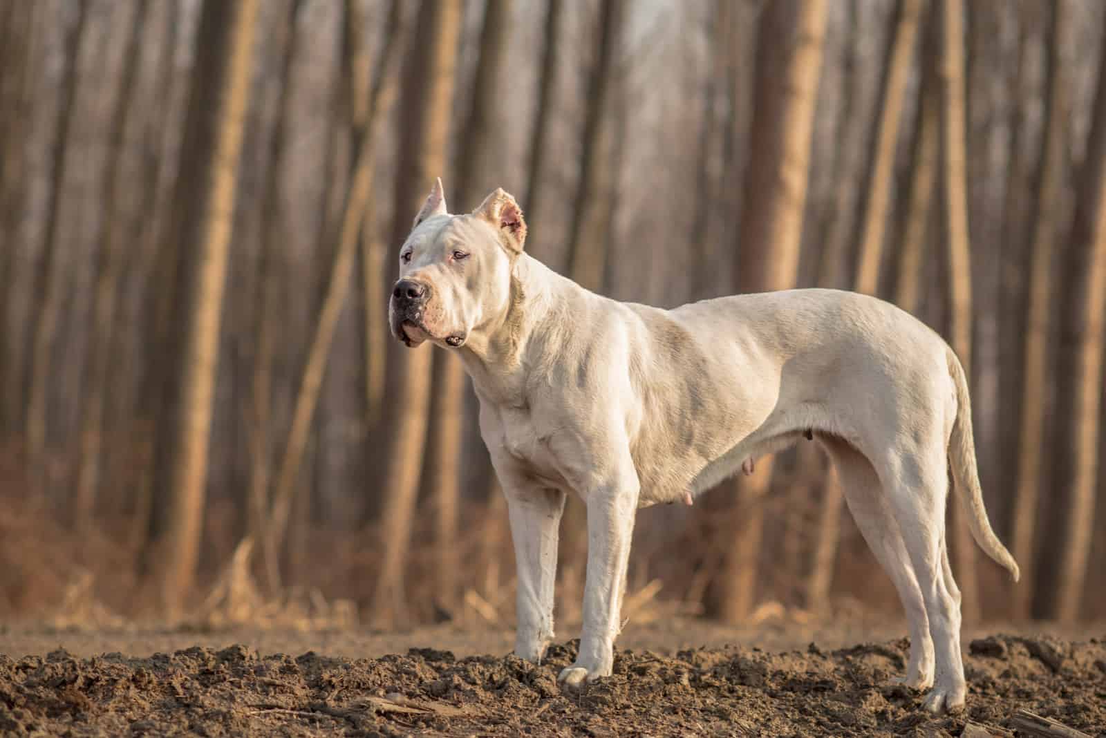 Dogo Argentino de pie en el bosque