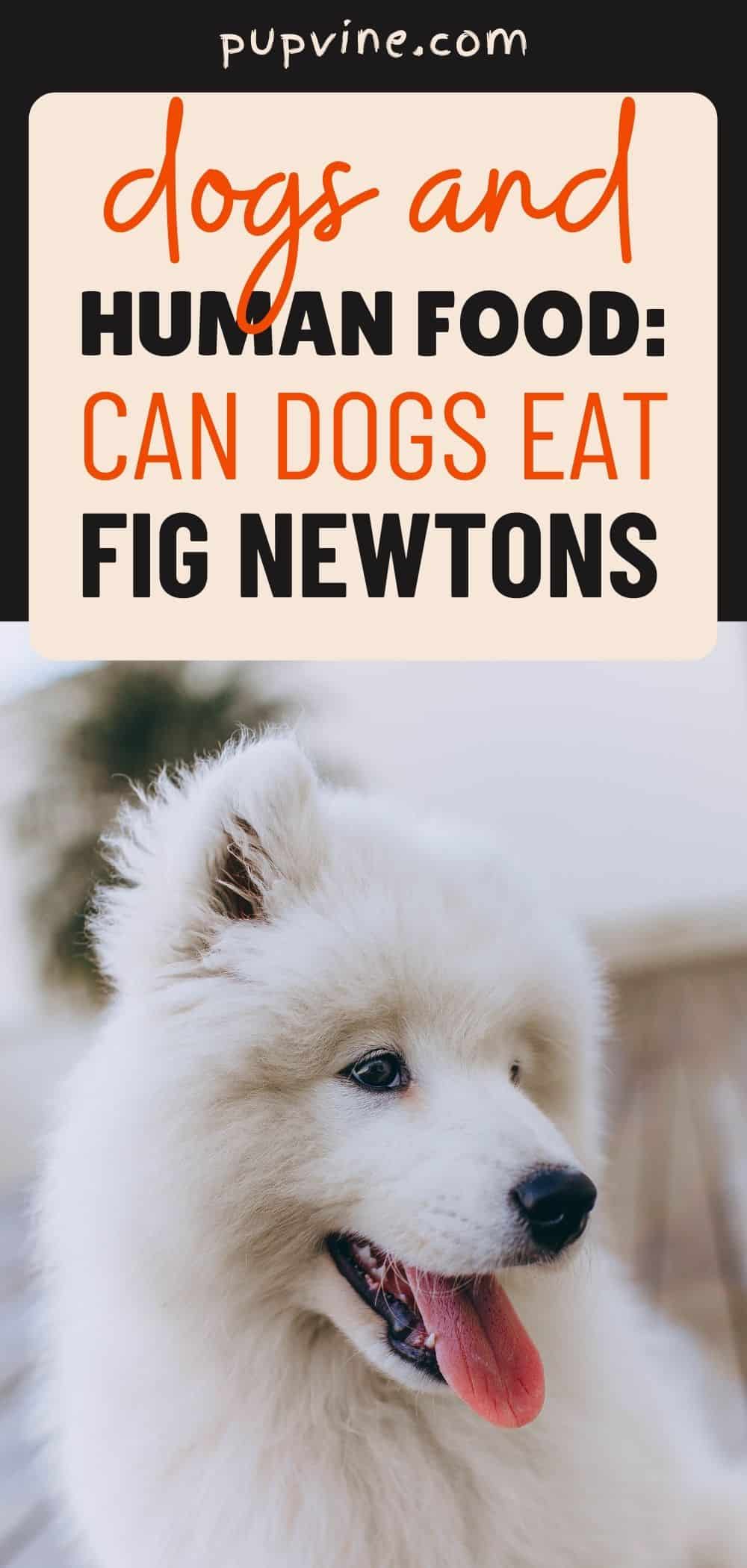 Perros Y Alimento Humano: ¿Pueden Los Perros Comer Fig Newtons?