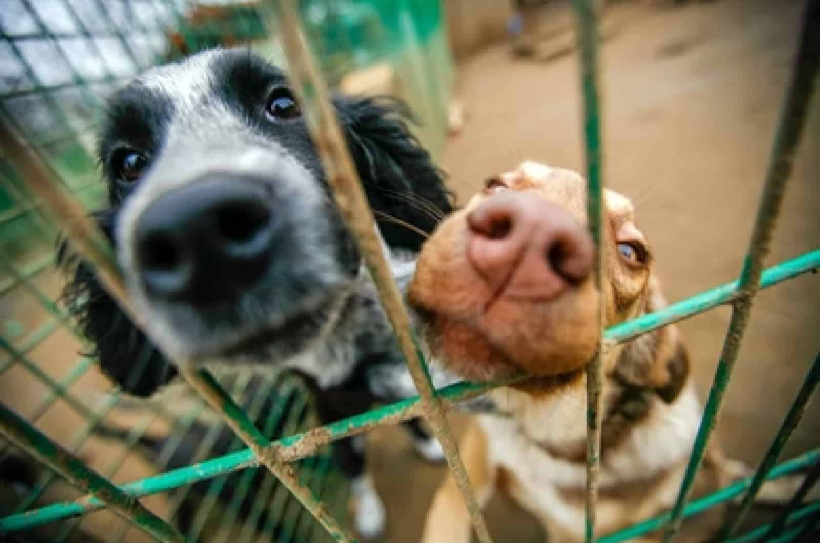 Perros en un refugio animal esperando ser adoptados.