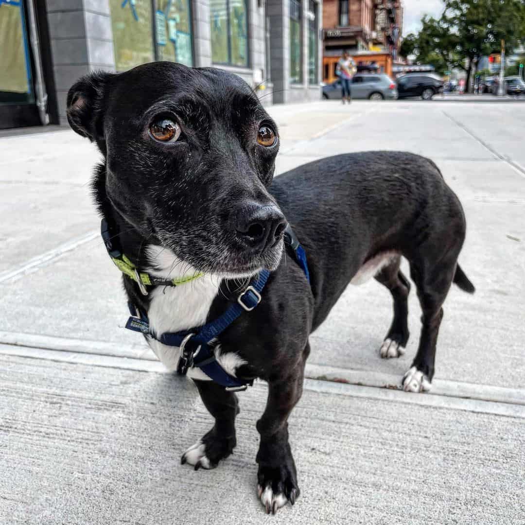 Dox-bull está en la calle