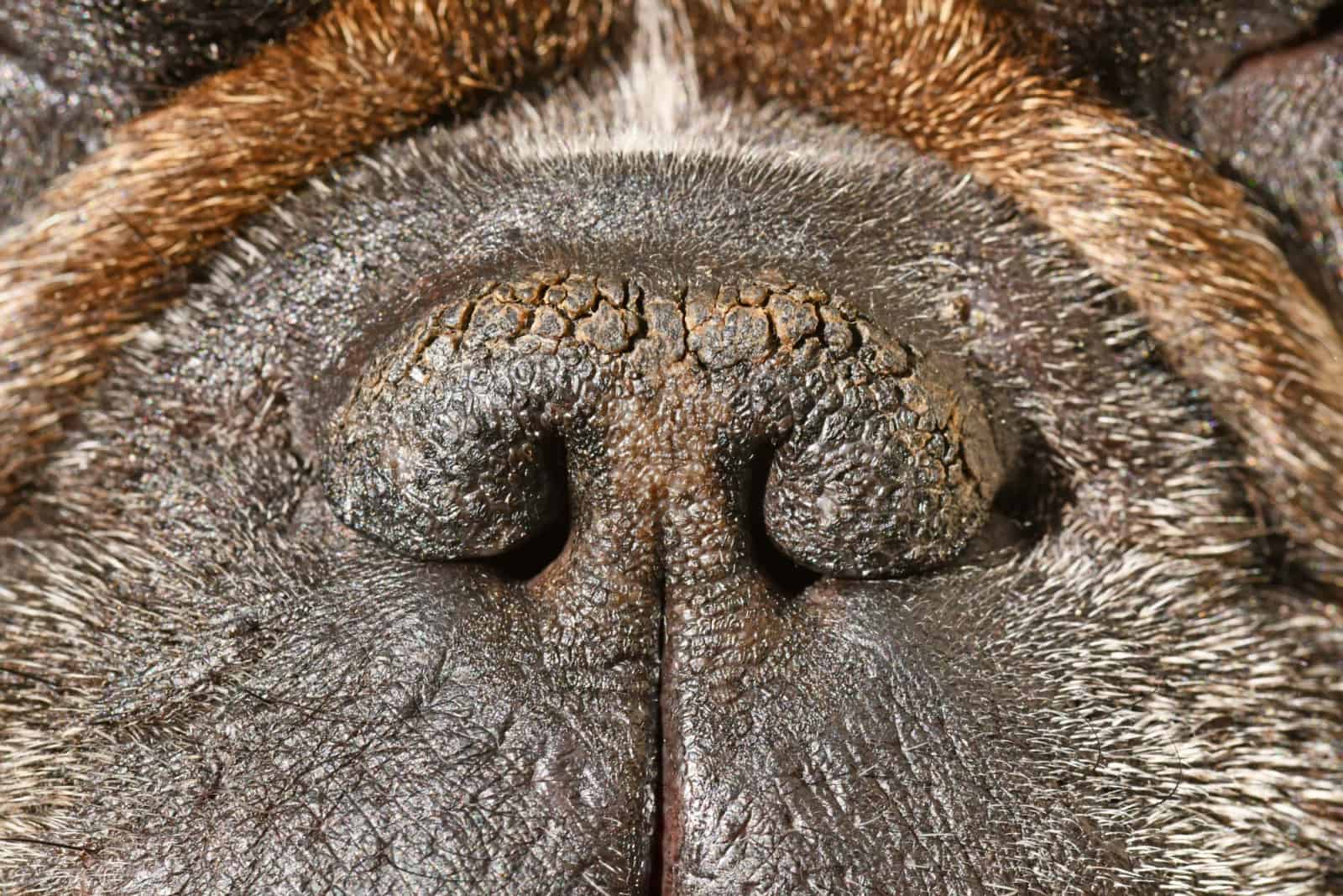 Nariz seca de perro braquicéfalo con fosas nasales estrechas de un Bulldog Francés