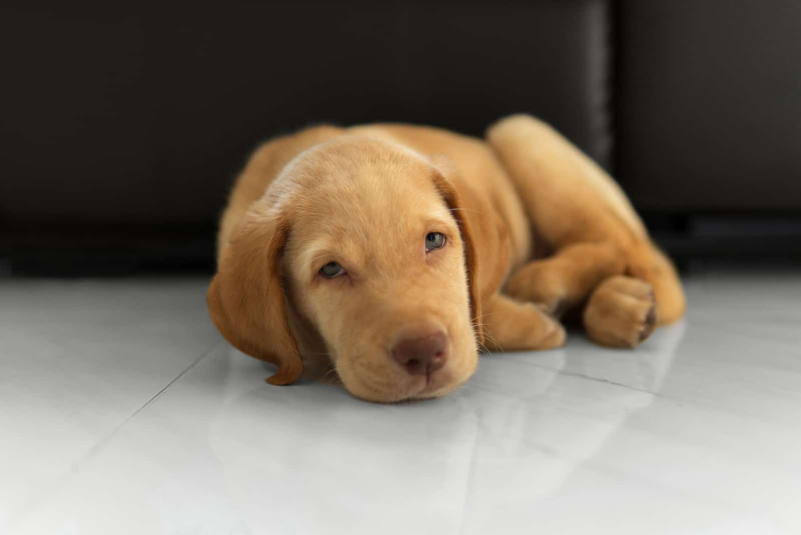 cachorro Dudley Labrador retriever