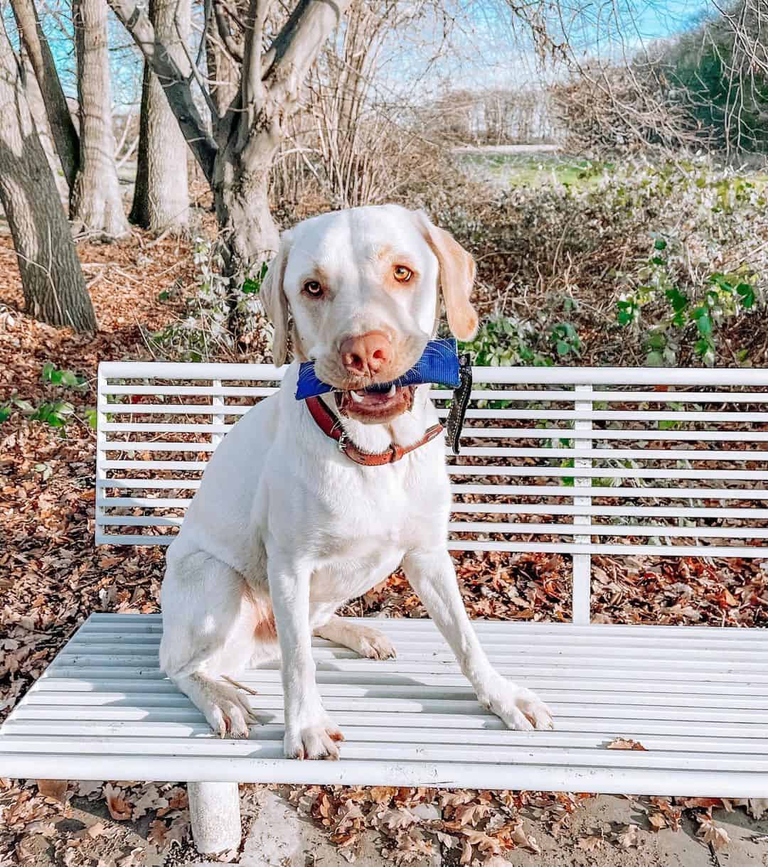 Labrador Dudley sentado en el banco del parque