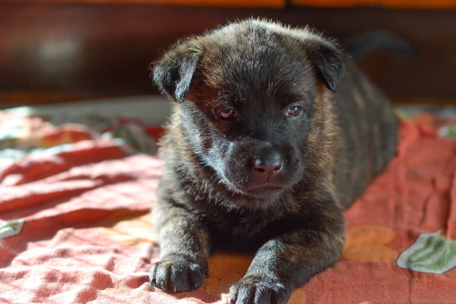 Cachorro de pastor holandés de 4 semanas de edad