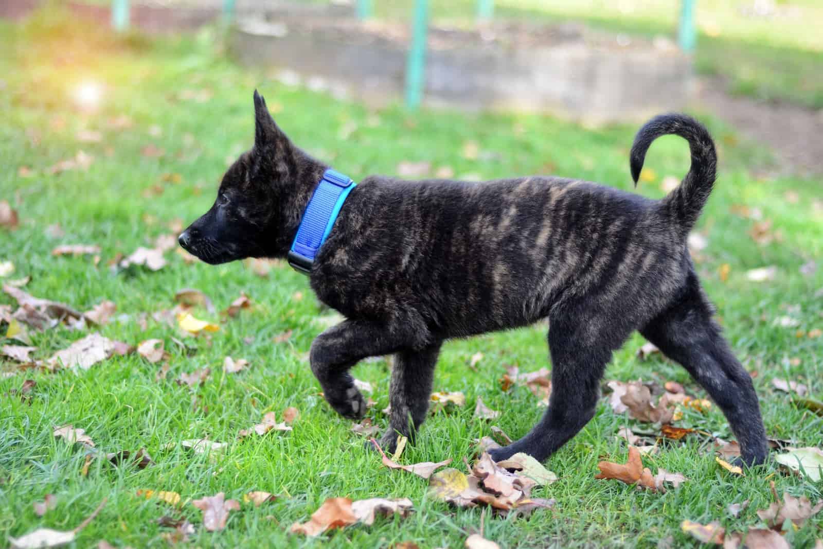 Cachorro de pastor holandés a sus 8 semanas de edad
