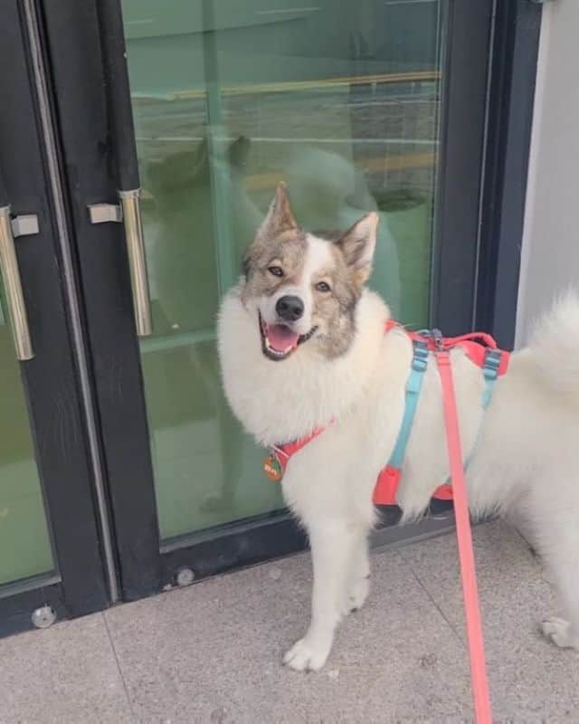Perro Laika Siberiano del Este