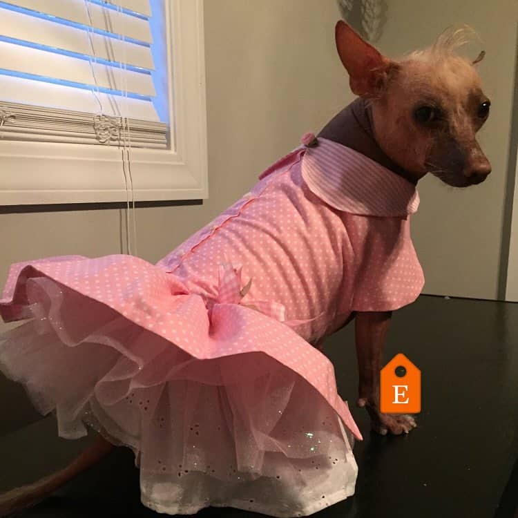 Perro Sin Pelo Ecuatoriano