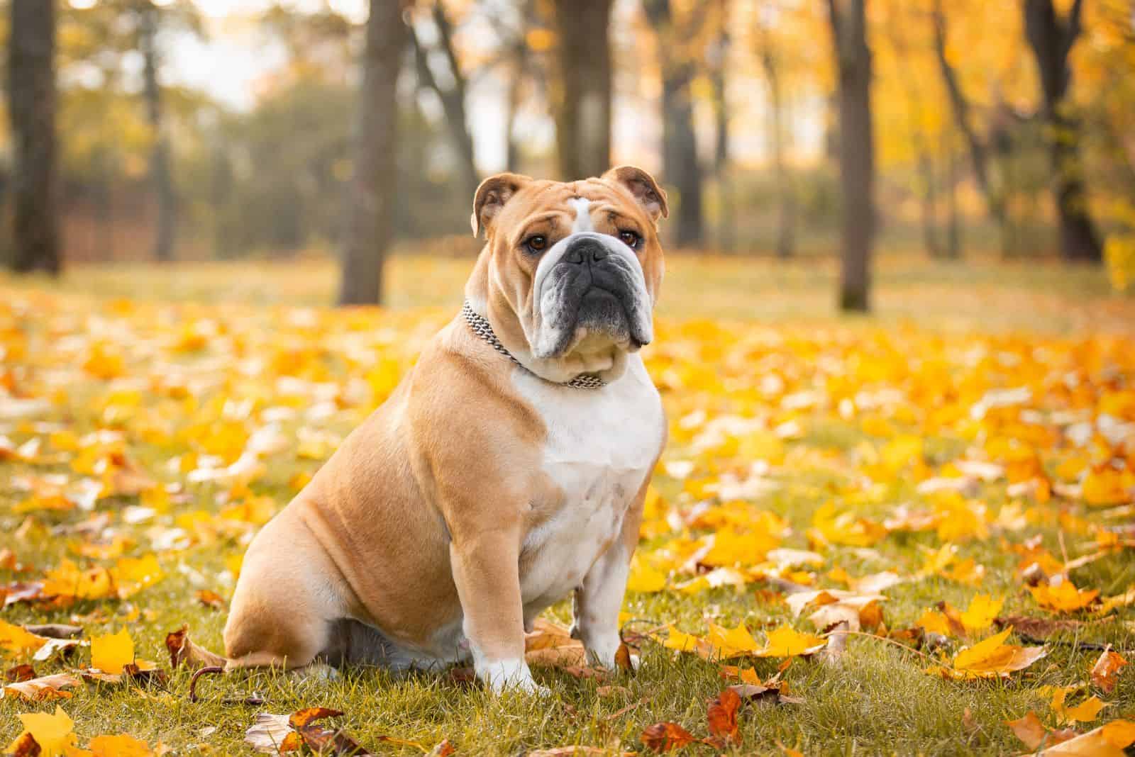 Bulldog Inglés sentado en el bosque