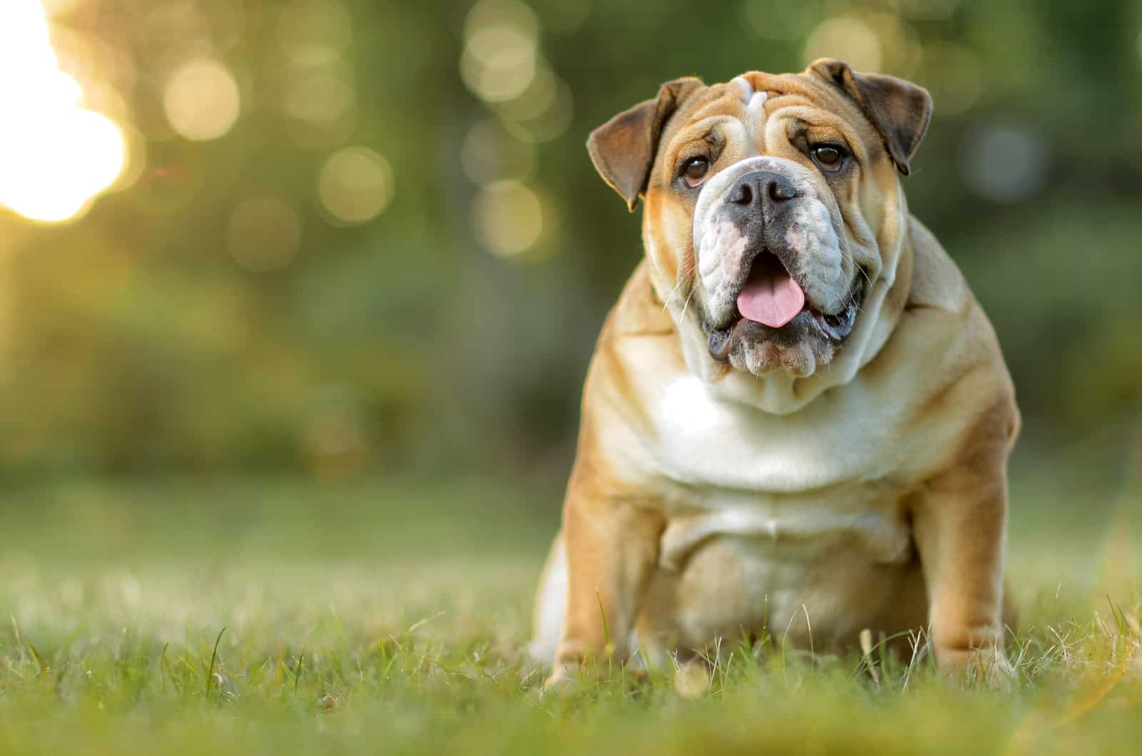 Bulldog Inglés sentado en el césped
