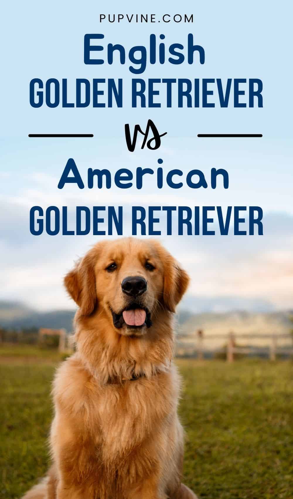 Golden Retriever Inglés vs Golden Retriever Americano