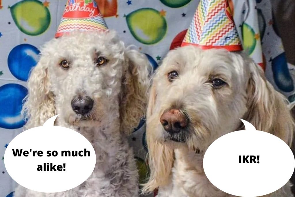 Goldendoodle inglés y Goldendoodle americano
