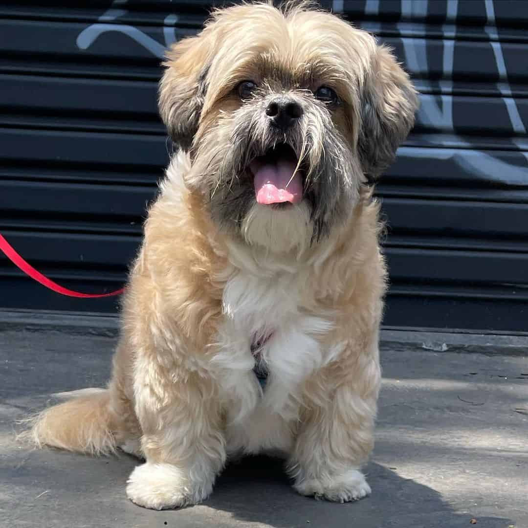 English Lhasa Bull está sentado y mirando a la cámara