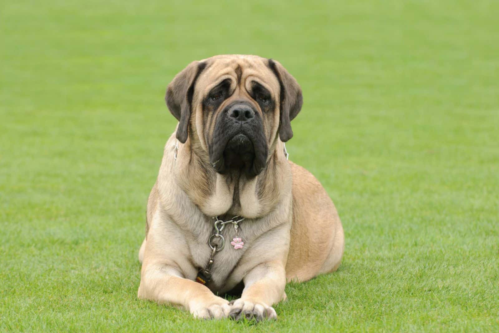 Retrato de perro Mastín Inglés en el jardín