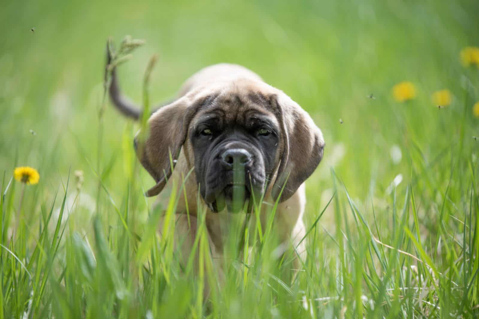 Cachorro de Mastín Inglés jugando en el césped