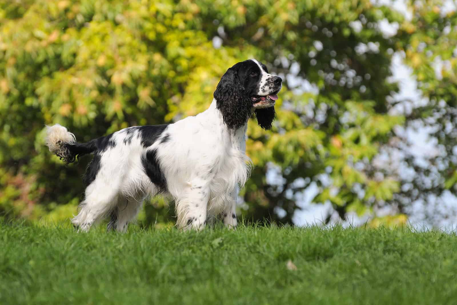English Springer Spaniel parado afuera en la hierba