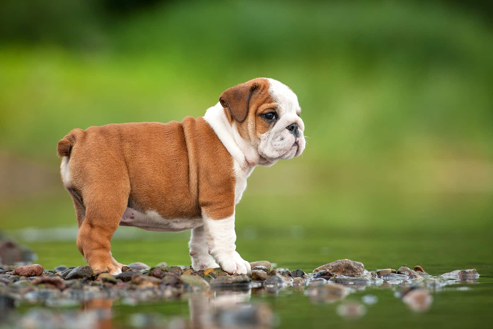 Cachorro de bulldog inglés