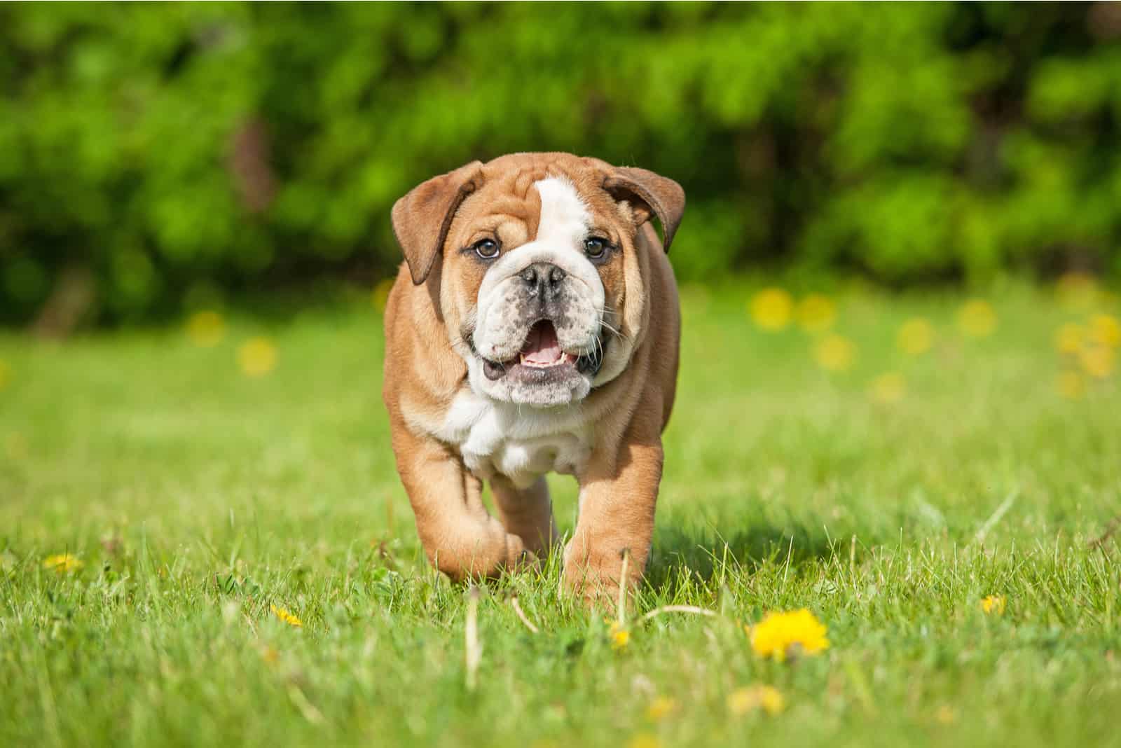 Cachorro de bulldog inglés corriendo