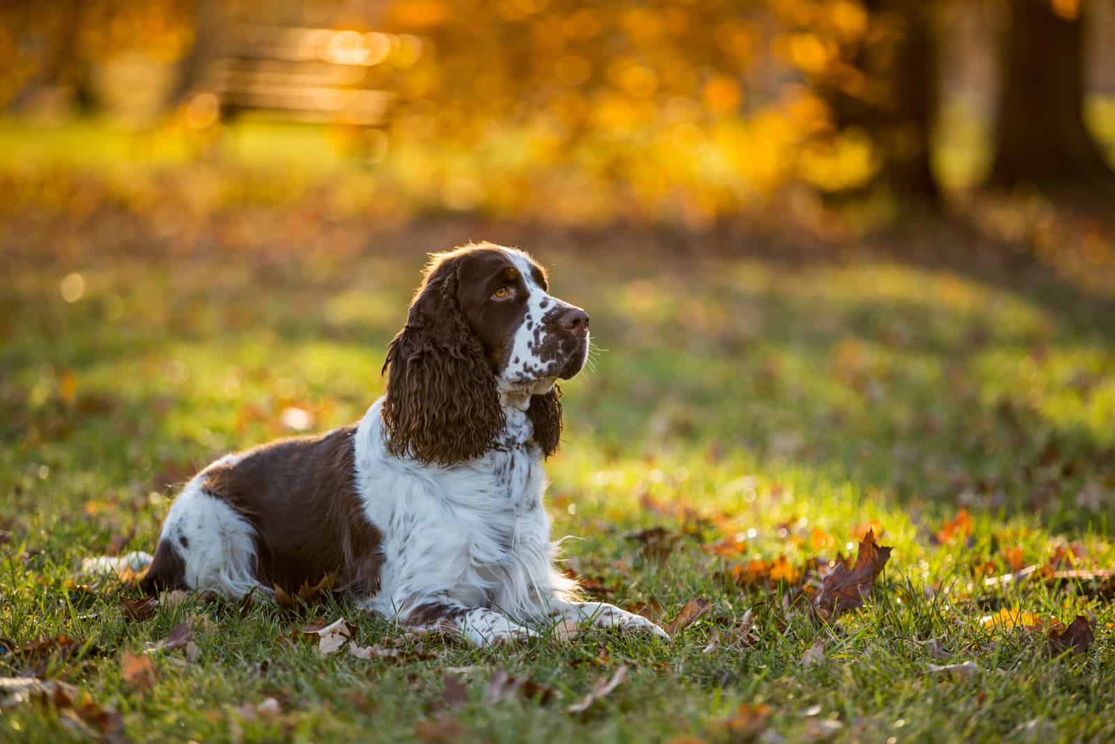 Cocker spaniel inglés tumbado en la hierba