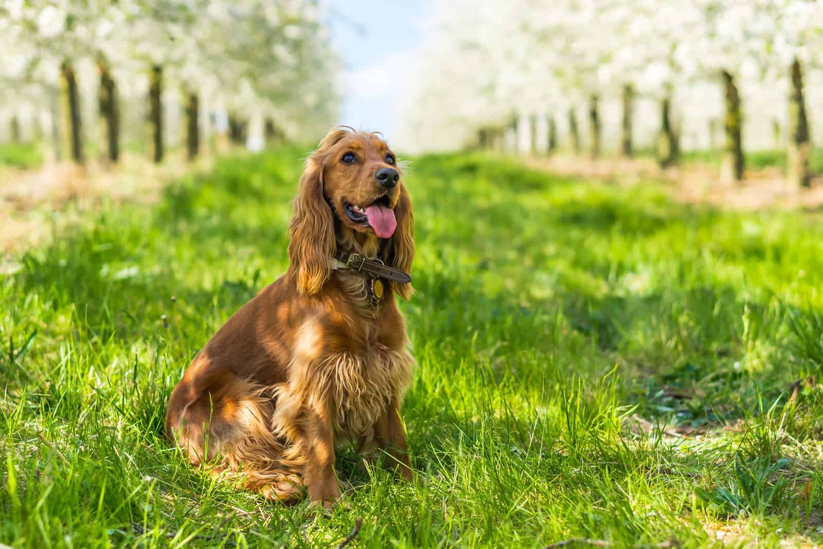 Cocker spaniel inglés en césped verde en el huerto de frutas