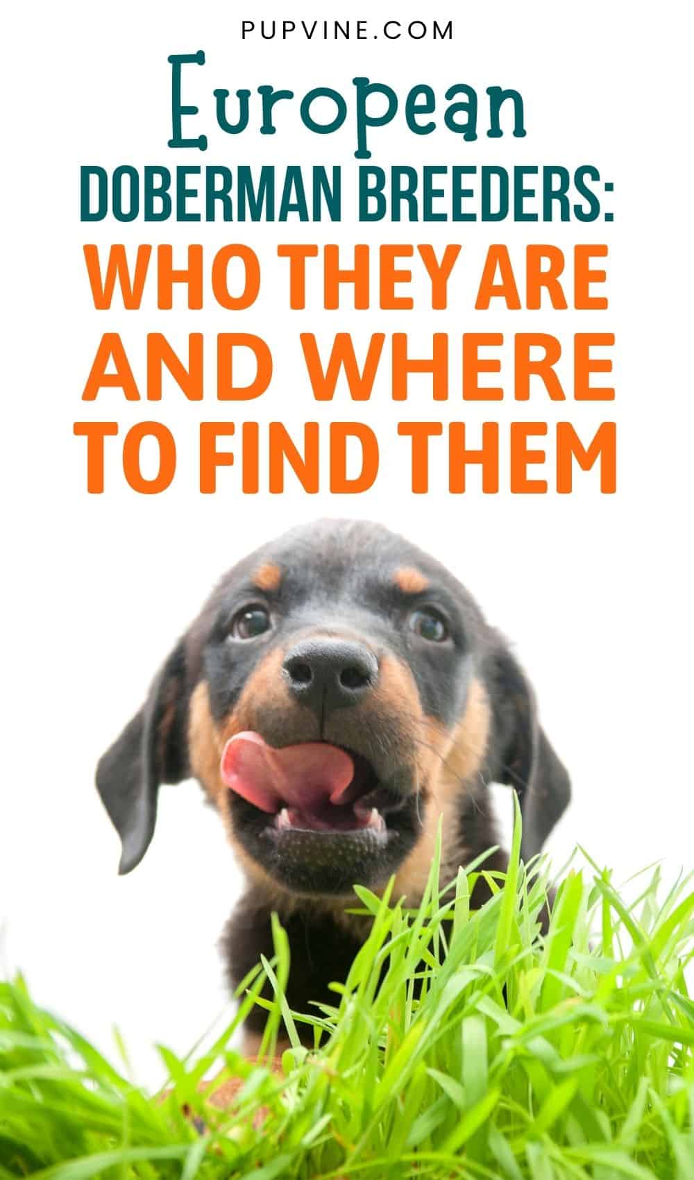 Criadores de Doberman Europeos Quiénes son y Dónde encontrarlos