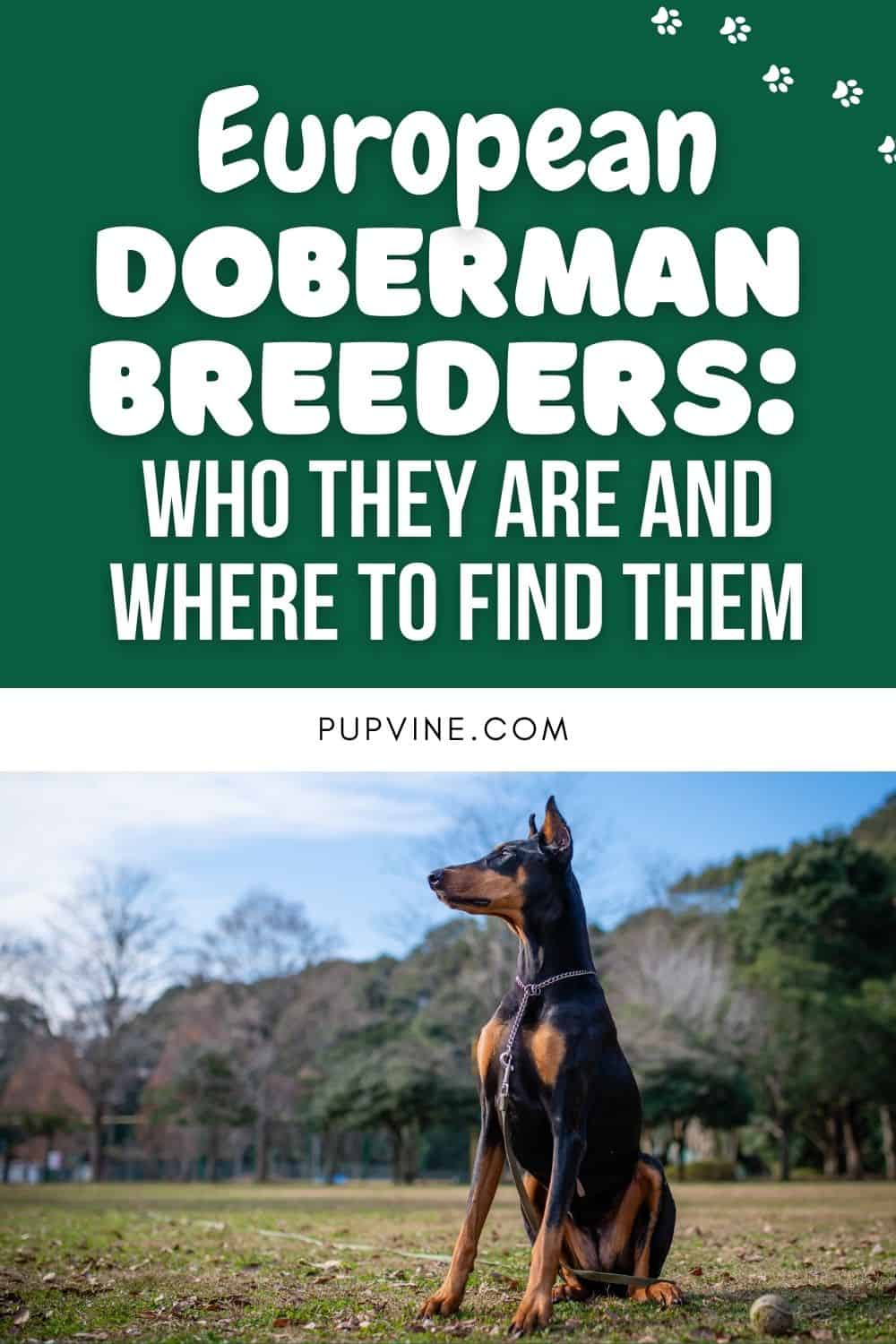 Criadores de Doberman Europeos: Quiénes son y dónde encontrarlos