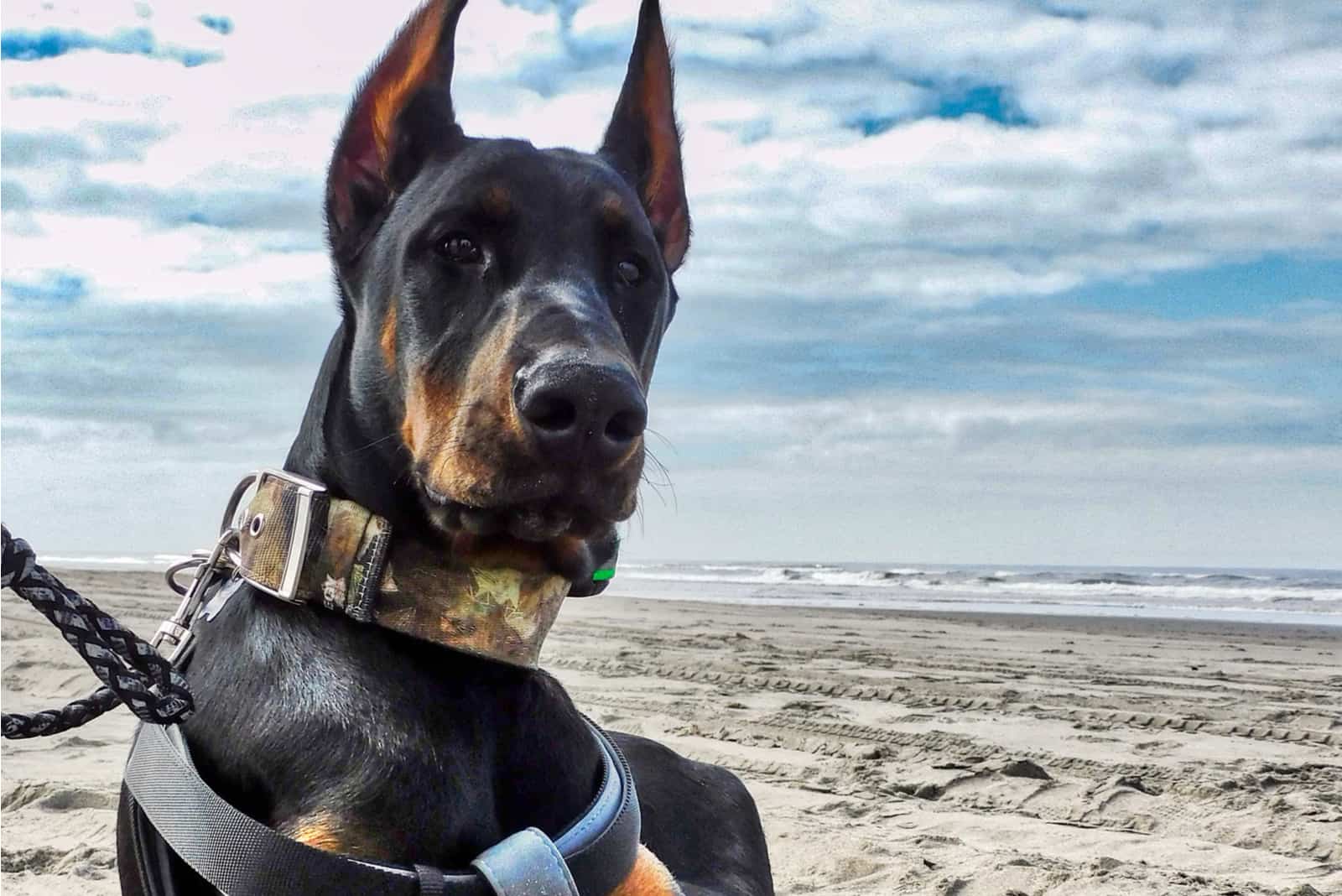Doberman europeo recostado y descansando en la playa