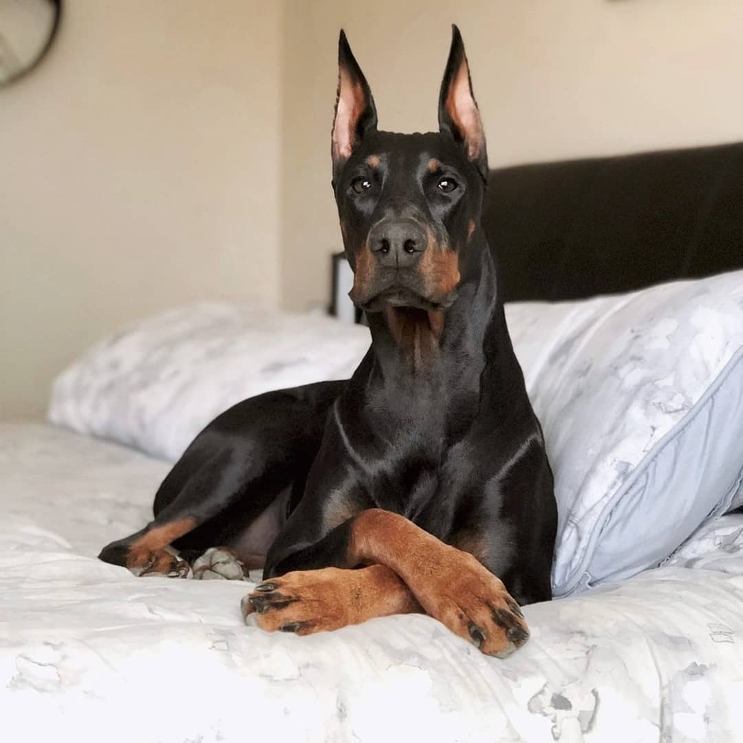 Doberman europeo acostado en la cama