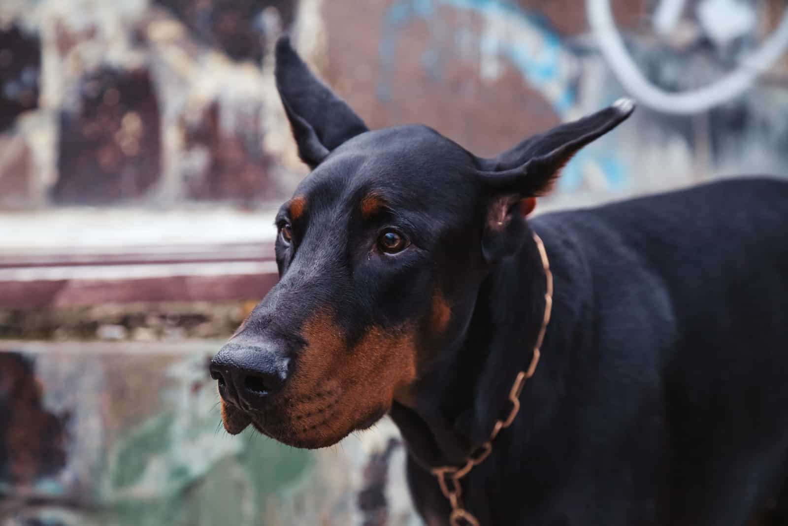 Doberman europeo parado y mirando frente a él