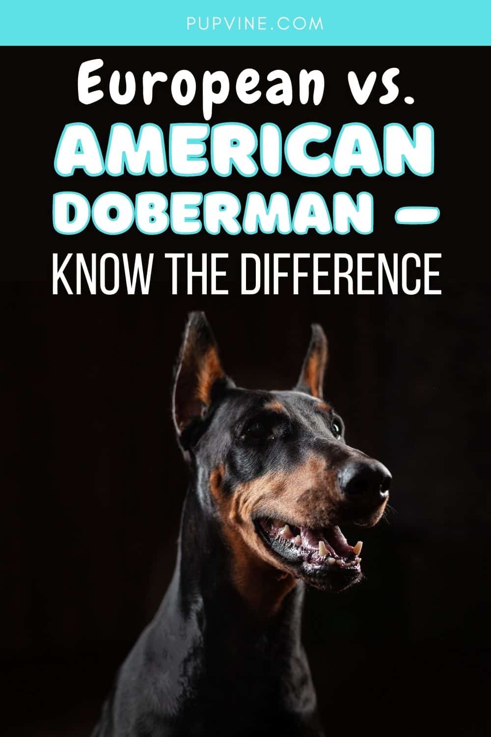 Doberman europeo vs. americano – Conoce la diferencia