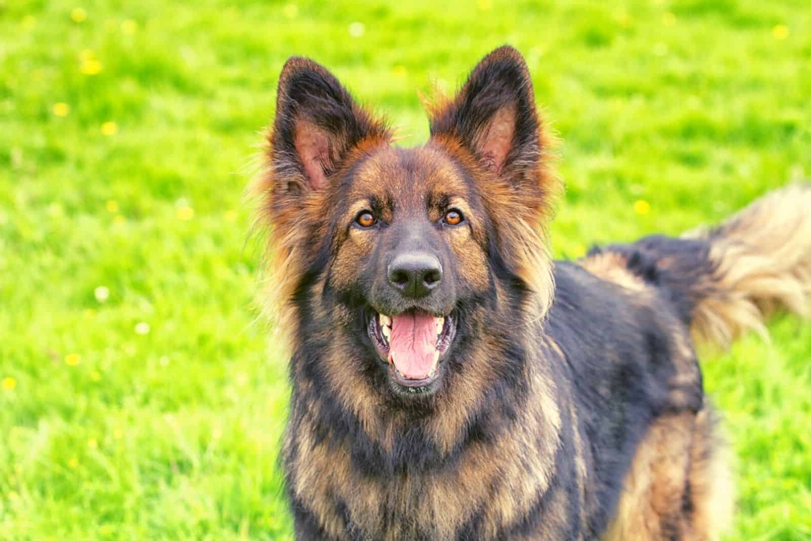 Perro pastor alemán emocionado de pie en el césped ladrando a la cámara