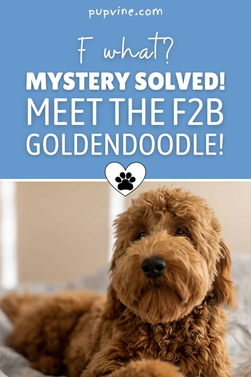 ¿F Qué? ¡Misterio resuelto! Conoce al Goldendoodle F2B