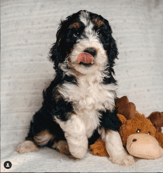 F1B Bernedoodle con juguetes