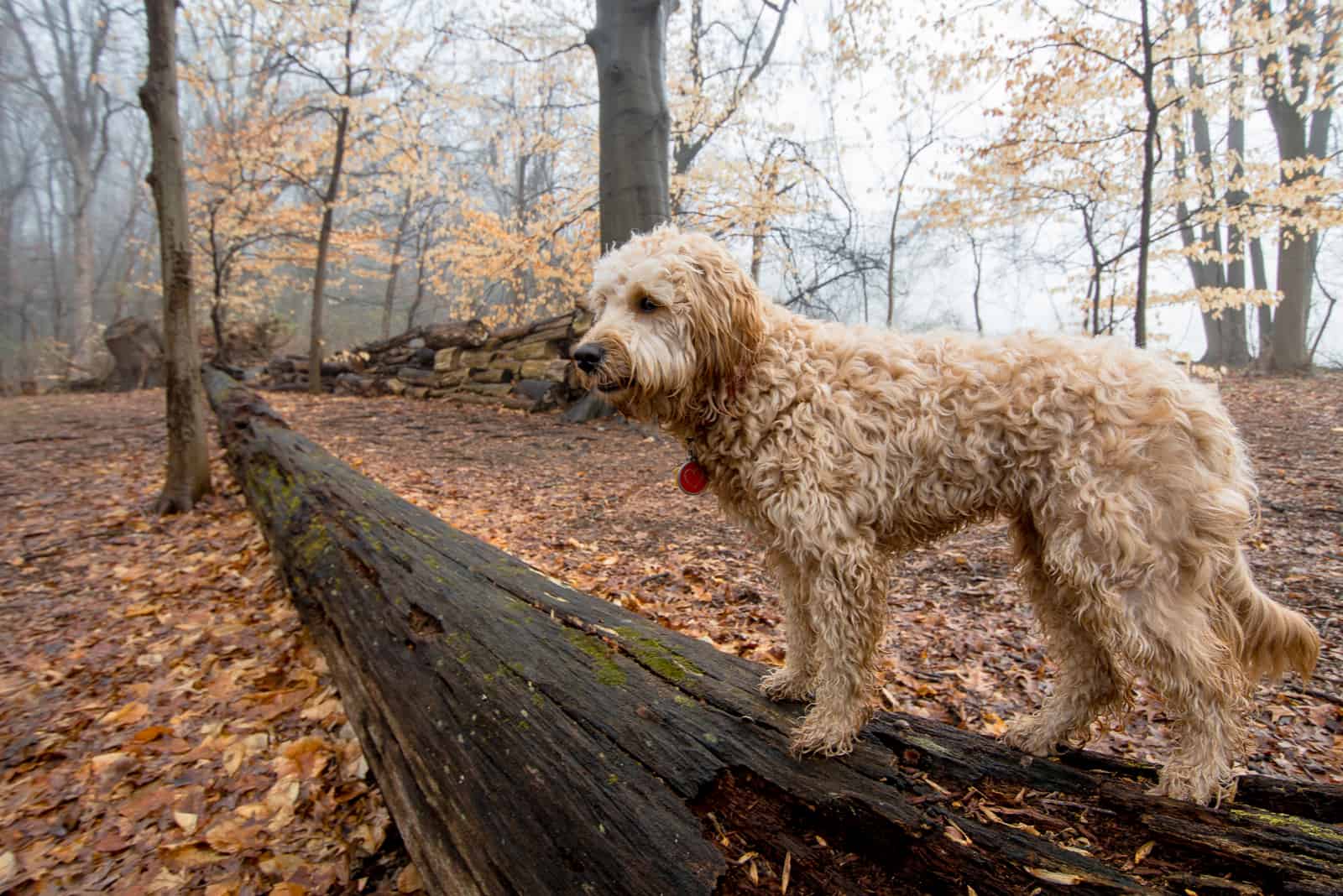 Goldendoodle F1B en el bosque en un árbol