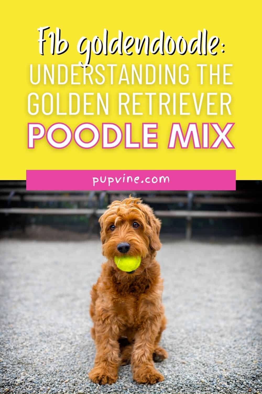F1b Goldendoodle – Comprendiendo la Mezcla de Golden Retriever y Caniche