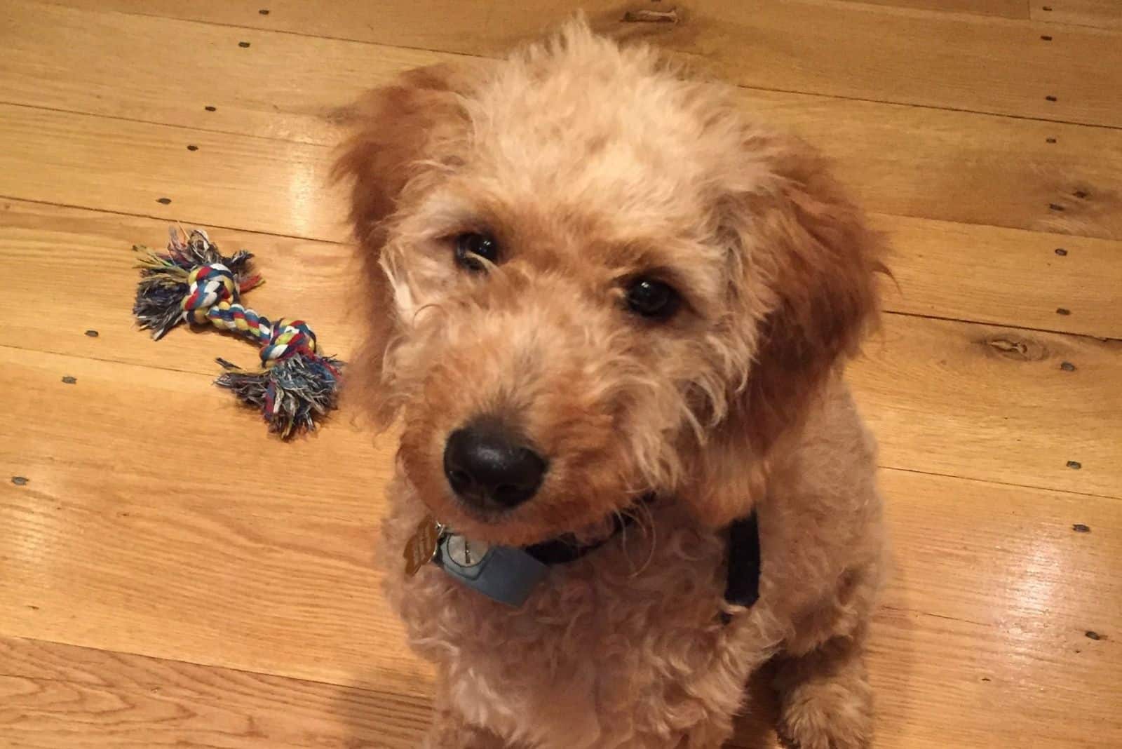 Goldendoodle F2 sentado en el suelo