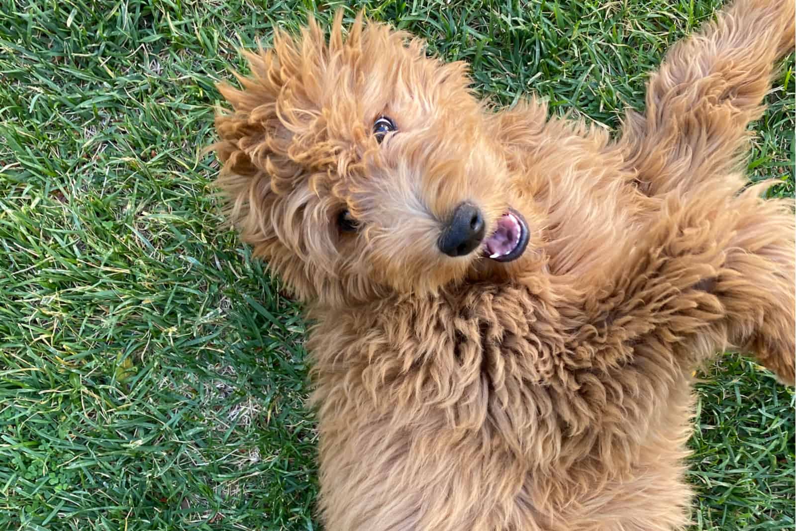 Goldendoodle F2B recostado mirando al frente