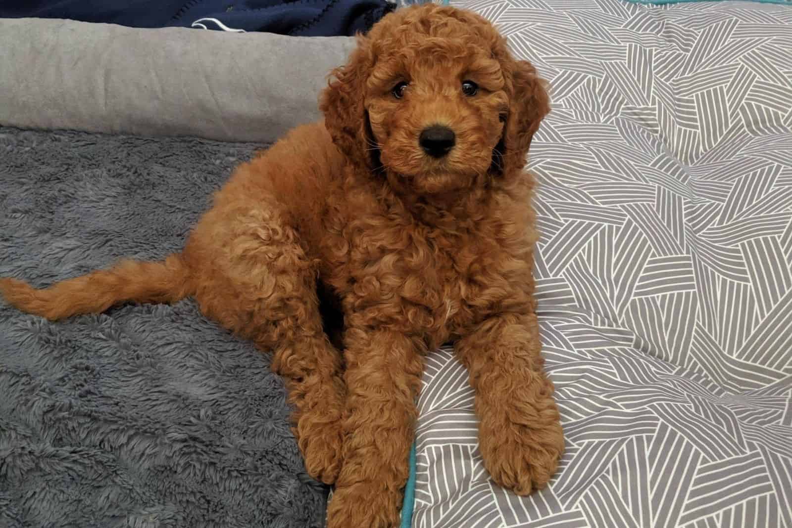 Goldendoodles F2B recostados sobre una esterilla