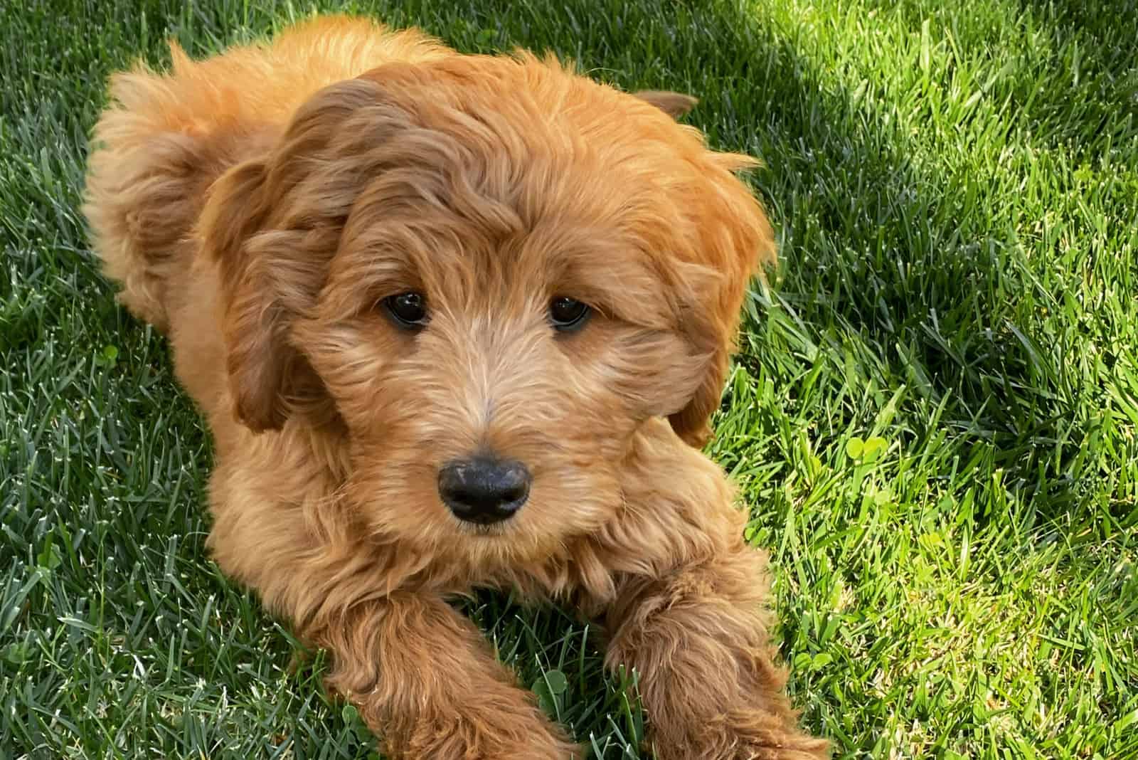 Goldendoodle F2b descansa en la hierba