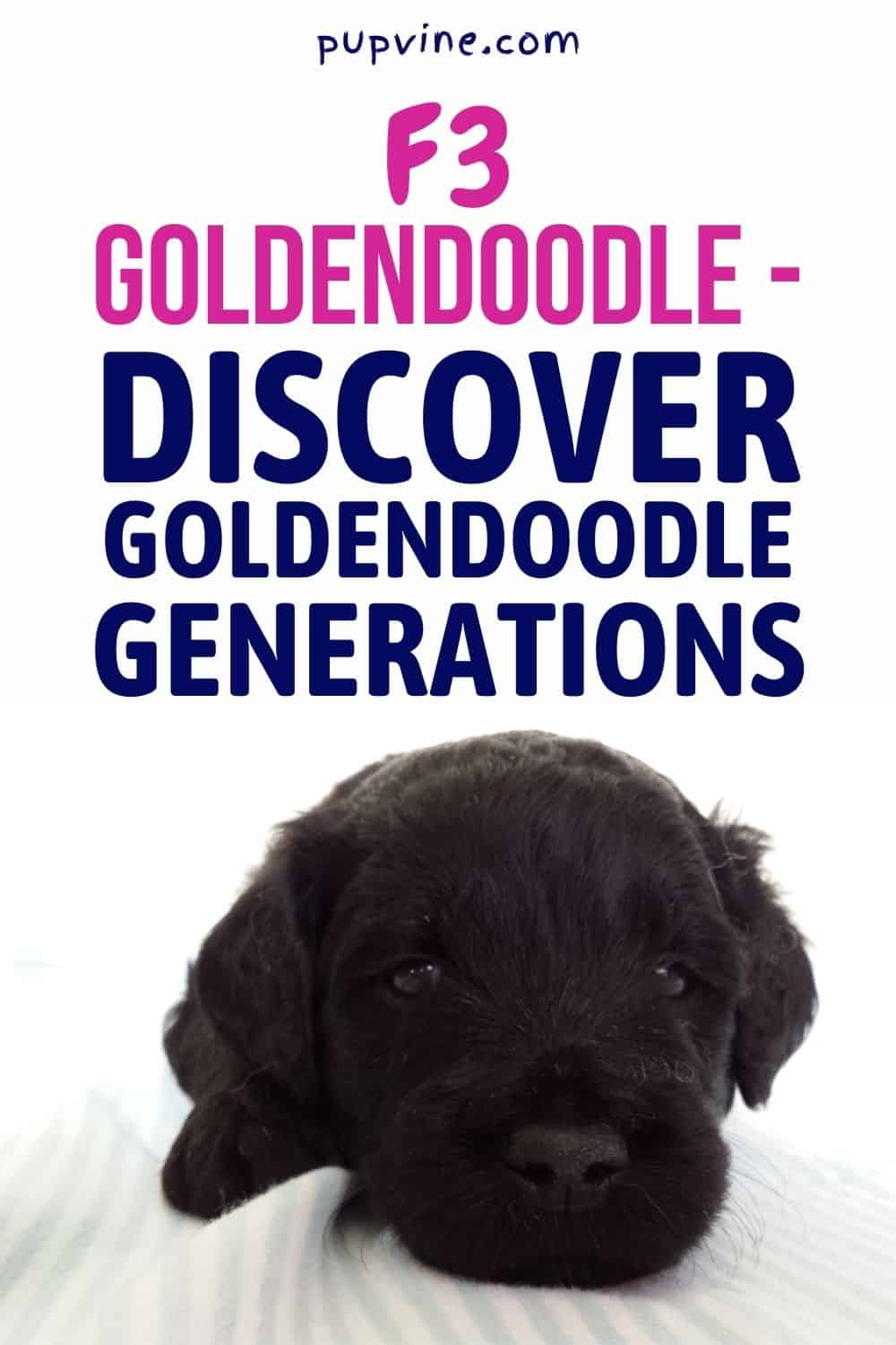 F3 Goldendoodle – Descubriendo las Generaciones de Goldendoodle