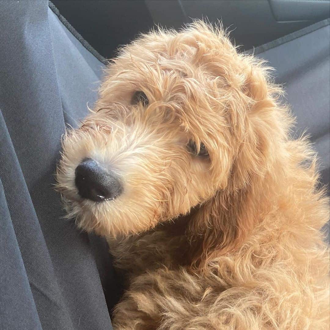 F3 Goldendoodle perro